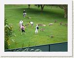 Streichelzoo in Australien.JPG